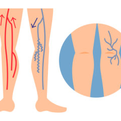 脚の静脈のスゴイ役割