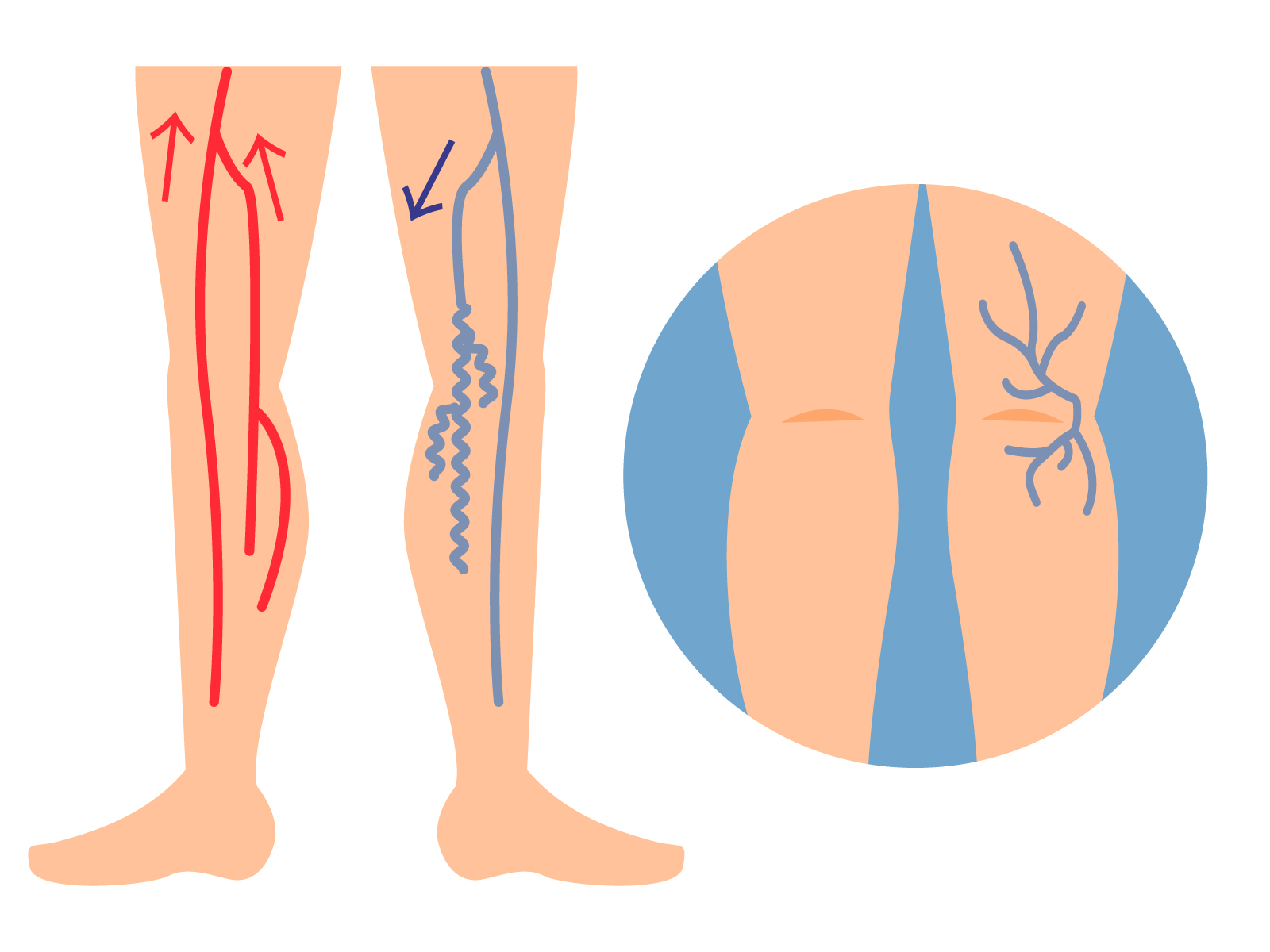 脚の血管イラスト