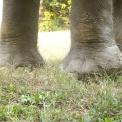 部分痩せ、成功のポイントは？