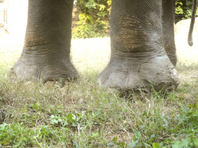ぞうの足